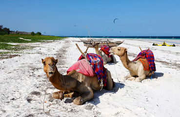 Camels at Diani Beach - Galu Beach - in Kenya, Africa