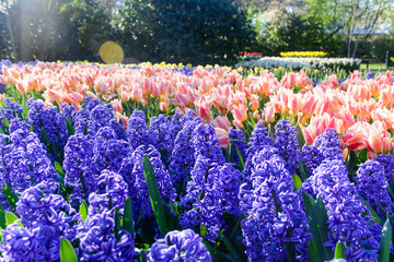 Colorful hyacinths in a spotlight blooming in a park