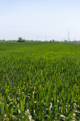 Landscape view of young green wheat crop fields with copy space above blue sky