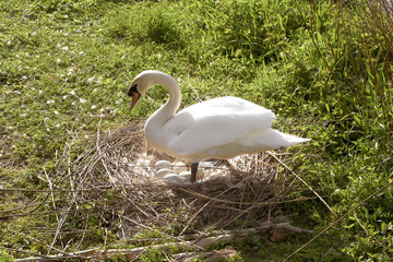 white swan hatches its eggs