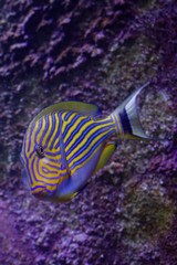 Fototapeta na wymiar Tropical fish Lined surgeonfish (Acanthurus lineatus) in aquarium