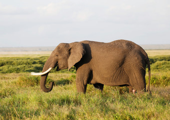 Fototapeta na wymiar Elephants in Amboseli Nationalpark, Kenya, Africa