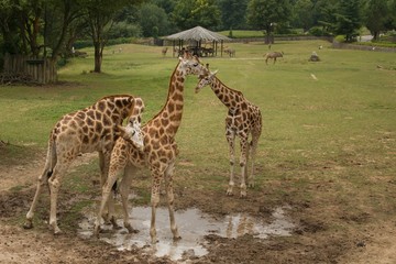 Rothschild's giraffe (Giraffa c. camelopardalis rothschildi) and a giraffe reticulated (Giraffa reticulata) play in a zoo enclosure