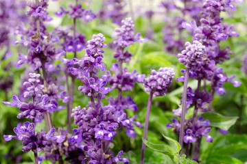 Field of blooming lavender, Lavandula angustifolia, Lavandula officinalis. Lavender flower in the garden, in the country, in the garden, park.