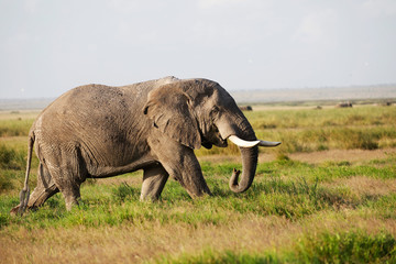 Naklejka na ściany i meble Elephants in Amboseli Nationalpark, Kenya, Africa