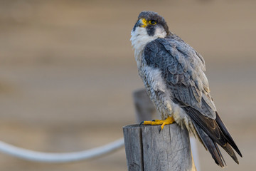 A northern peregrine falcon (Falco peregrinus calidus) in a rope fence stake in the Natural Park of the Ebro Delta, in Catalonia.