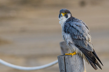 A northern peregrine falcon (Falco peregrinus calidus) in a rope fence stake in the Natural Park of the Ebro Delta, in Catalonia.