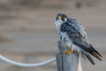 A northern peregrine falcon (Falco peregrinus calidus) in a rope fence stake in the Natural Park of the Ebro Delta, in Catalonia.