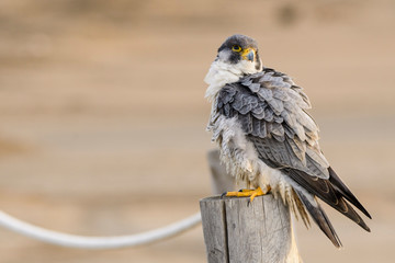 A northern peregrine falcon (Falco peregrinus calidus) in a rope fence stake in the Natural Park of...