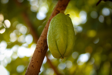 Fresh Bilimbi  Bilimbing  Cucumber 28Averrhoa Bilimbi 29 fruits on tree in the garden. This bilimbi is also called belimbing by Indonesians