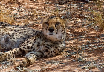 Cheetah from Namibia Conservation Fund