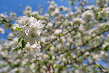 Apple blossoms in the garden. spring background