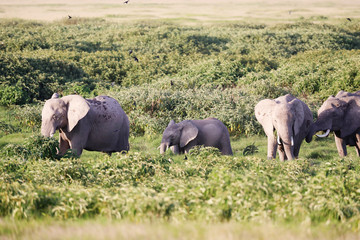Elephants in Amboseli Nationalpark, Kenya