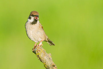 House Sparrow (Passer domesticus) and  green background