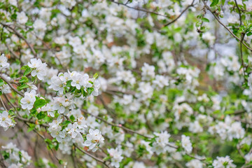 Apple blossoms in the garden. spring background