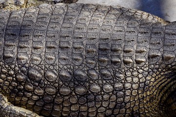 Africans crocodile
