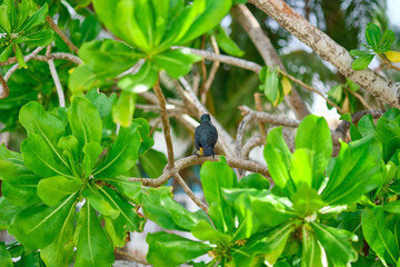 Tropical bird on green trees.
