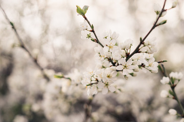 Spring bloom. Cherry blossom branch