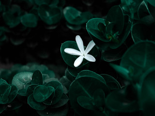 Lonely white flowers