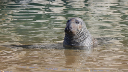 Foca