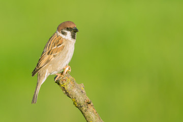 House Sparrow (Passer domesticus) and  green background