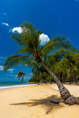Coconut Palm Trees on a beautiful tropical beach with a blue sky background