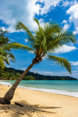 Coconut Palm Trees on a beautiful tropical beach with a blue sky background