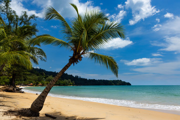 Fototapeta na wymiar Coconut Palm Trees on a beautiful tropical beach with a blue sky background