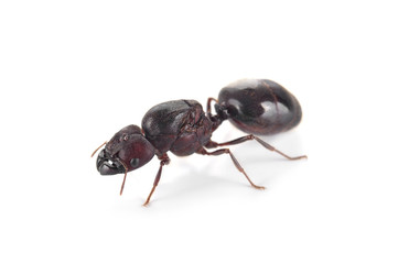 black ant isolated on white background