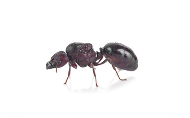 black ant isolated on white background