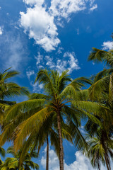 Fototapeta na wymiar Tall coconut palm trees with a blue sky background on a beautiful tropical beach