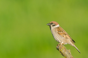 House Sparrow (Passer domesticus) and  green background