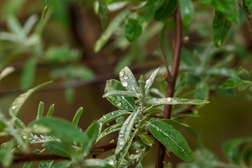 Wassertropfen auf den Blätter einer Silberweide