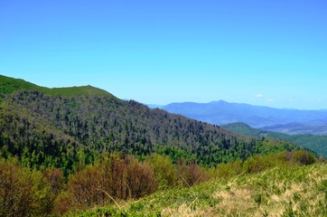 Borzhava, Volovets'kyi district, Zakarpatska Oblast, Ukraine.05/09/2018. Beautiful green slopes of the Carpathian Mountains, Fir trees on background of Blue sky. Ukrainian mountain landscape in May