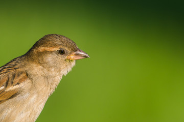 House Sparrow (Passer domesticus) and  green background
