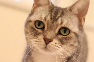 美しい瞳で見る猫アメリカンショートヘア