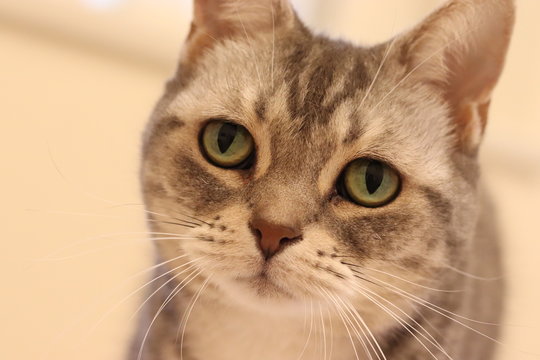 美しい瞳で見る猫アメリカンショートヘア