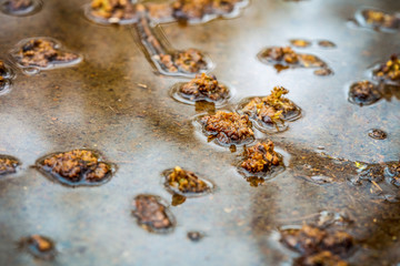 acacia leaves and sky reflection in a puddle