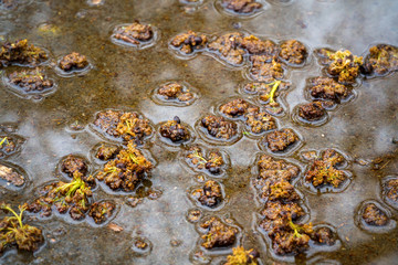acacia leaves and sky reflection in a puddle