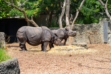 Fototapeta premium rhinocéros dans un parc 