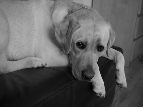 labrador retriver on sofa wallpaper