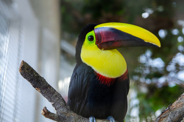 The Toco Toucan bird on a tree branch at zoo