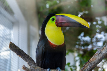 The Toco Toucan bird on a tree branch at zoo
