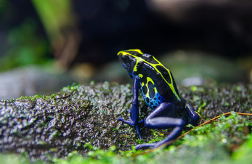 Dyeing poison dart frog -  Cobalt (Dendrobates tinctorius) at zoo