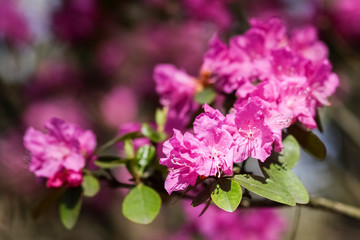 Pink rhododendron blossoms with a beautiful blur. Rhododendron hybridum.