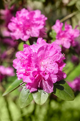 Fototapeta premium Pink rhododendron blossoms with a beautiful blur. Rhododendron hybridum.