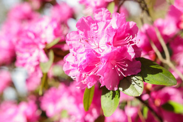 Pink rhododendron blossoms with a beautiful blur. Rhododendron hybridum.