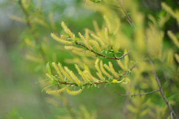 
Blooming willow on a warm spring day