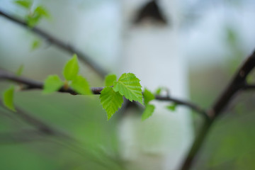 
Young bright green spring birch leaves