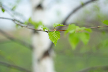 
Young bright green spring birch leaves